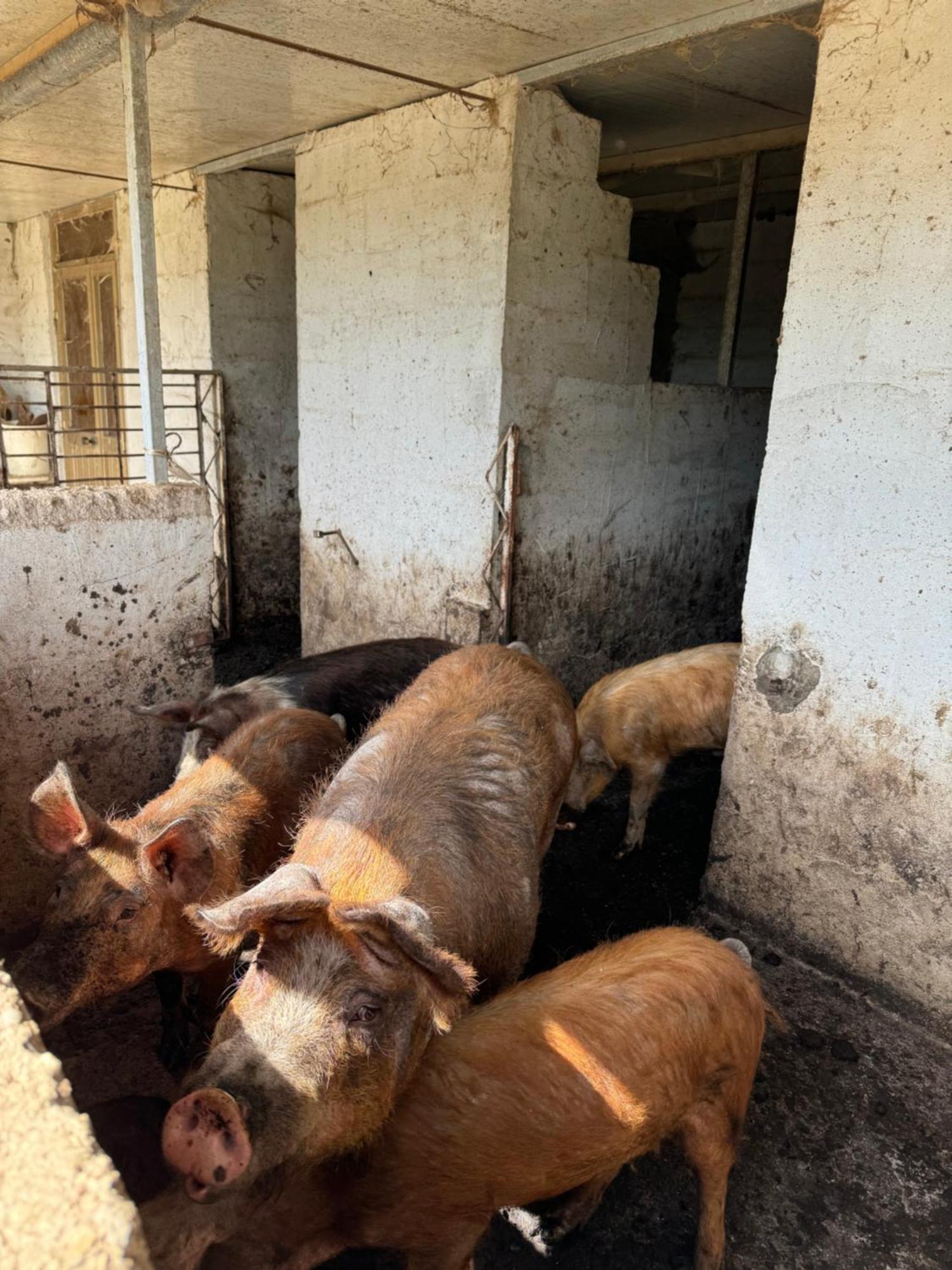 Iloghe Di Marras Otel Loculi Dış mekan fotoğraf