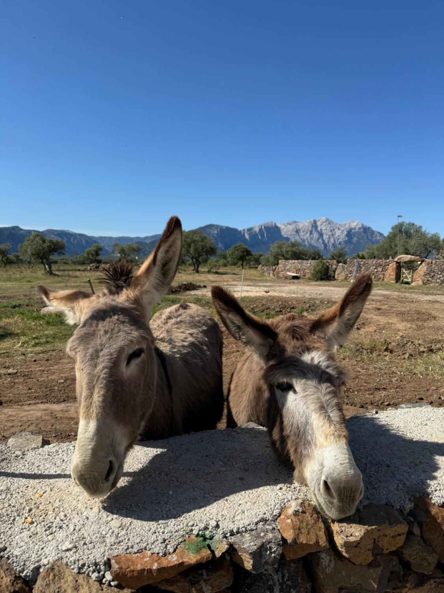 Iloghe Di Marras Otel Loculi Dış mekan fotoğraf