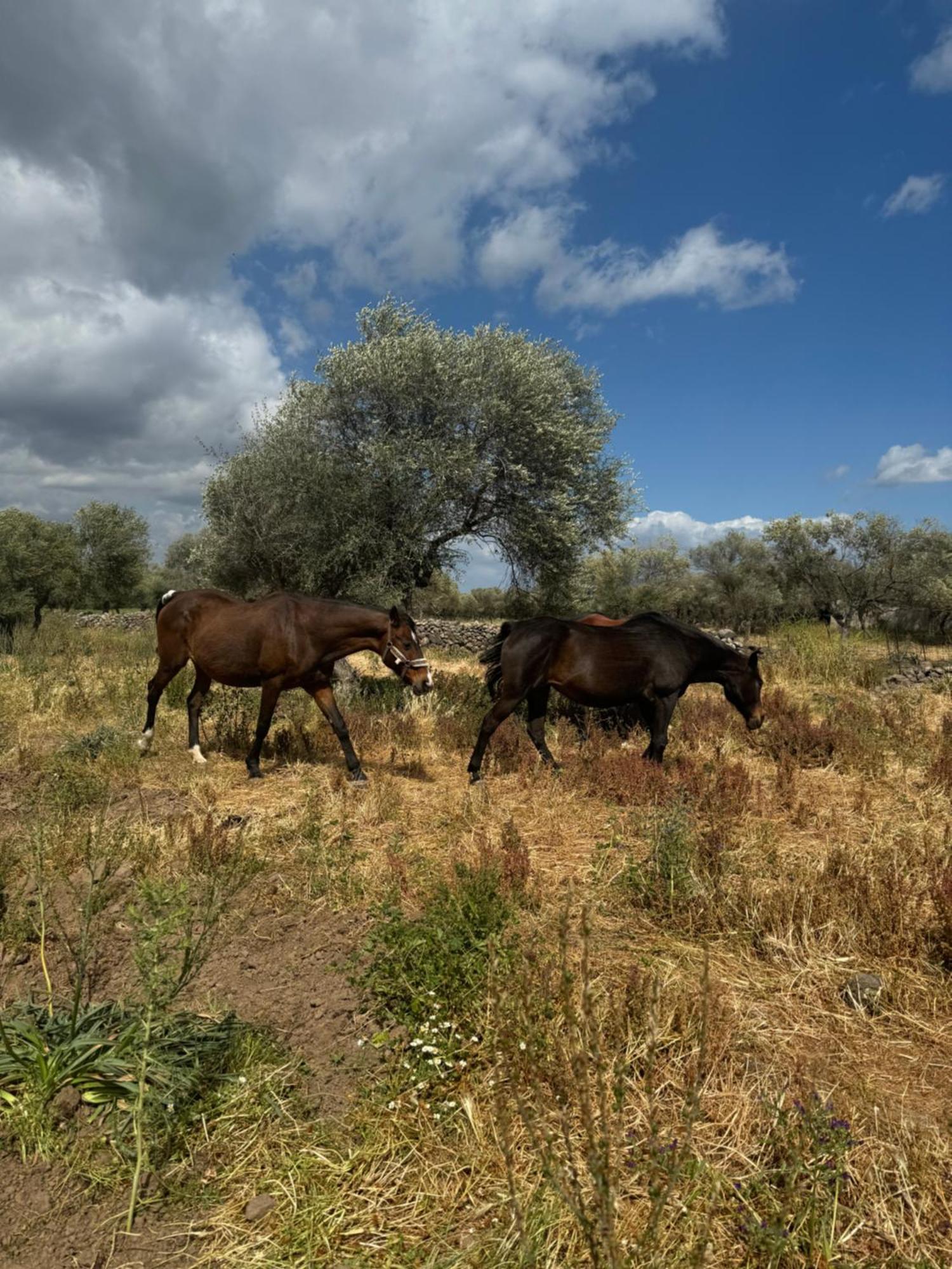 Iloghe Di Marras Otel Loculi Dış mekan fotoğraf