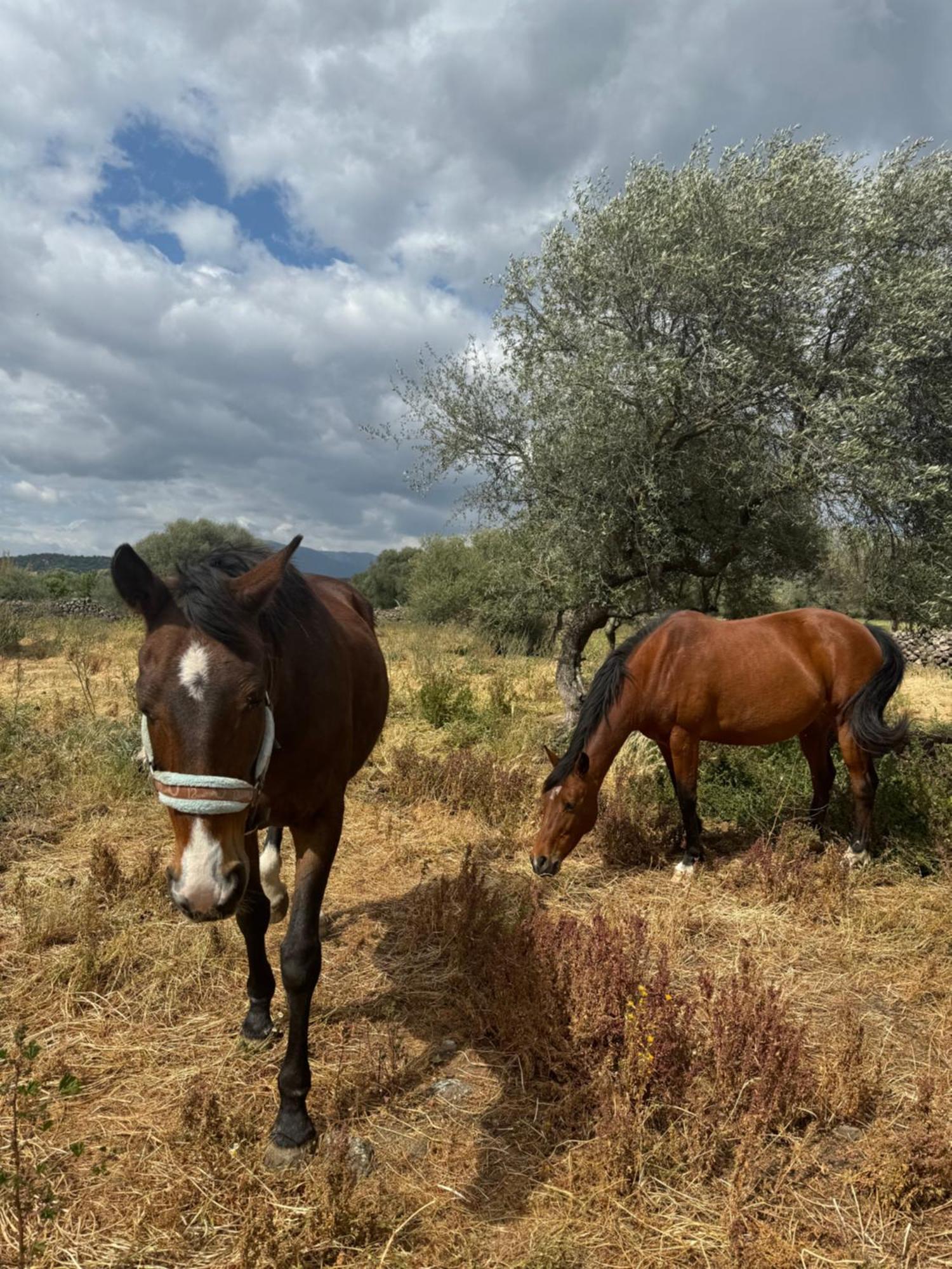 Iloghe Di Marras Otel Loculi Dış mekan fotoğraf